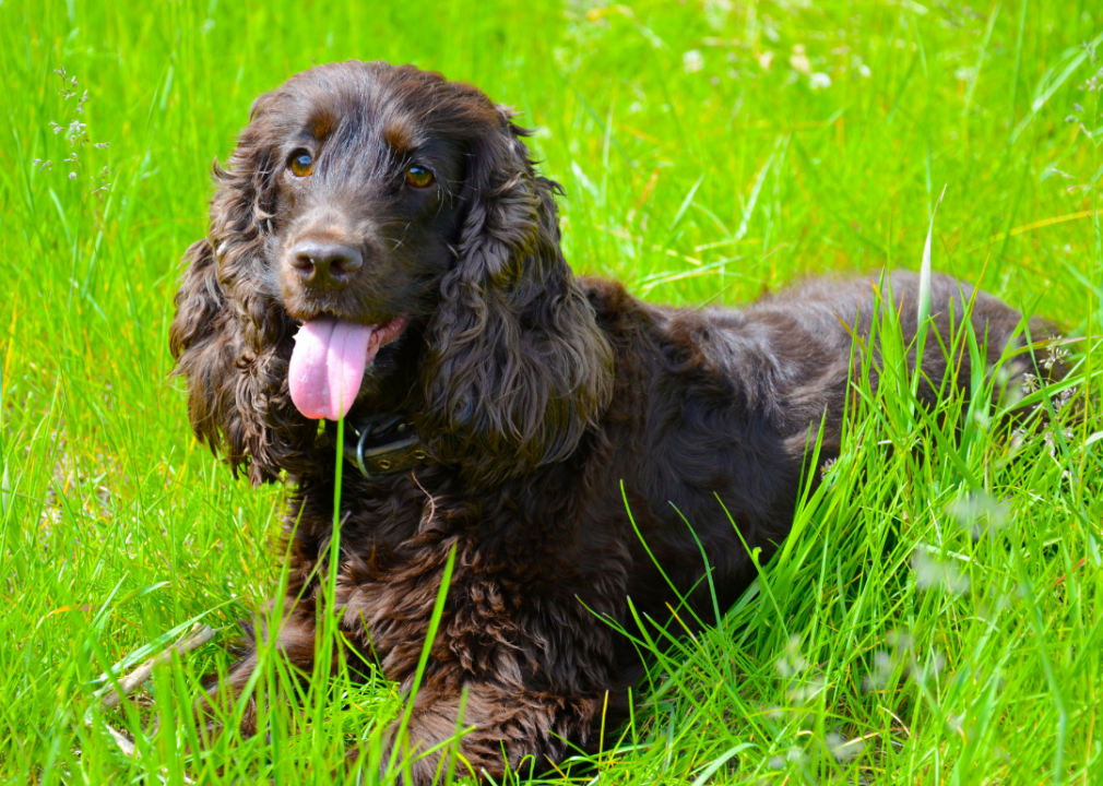 Irish water spaniel